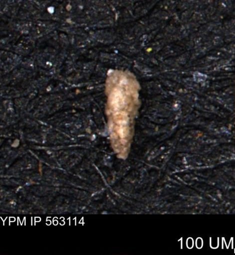 Verneuilina canadensis