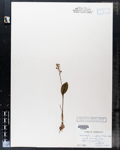 Malaxis unifolia