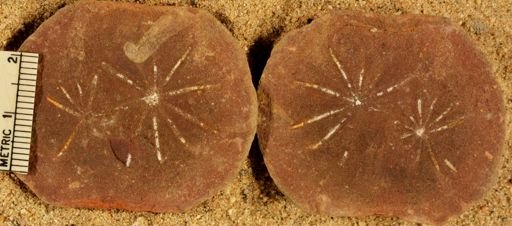 Annularia