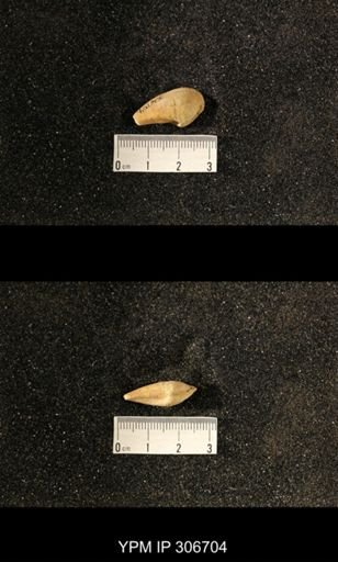 Phestia bellistriata