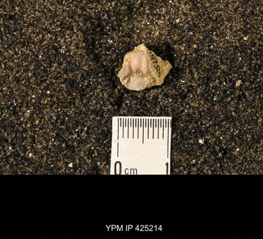 Chonetina sp.