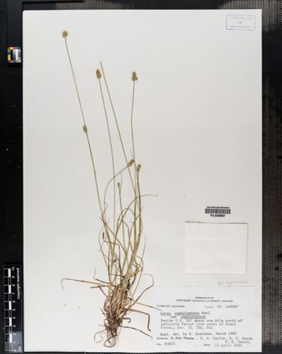 Carex cephalophora