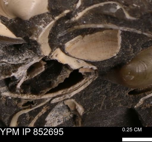 Limopsis striatopunctatus