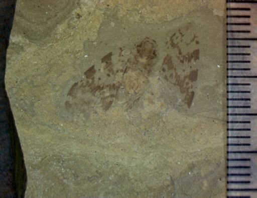undet. Hemiptera