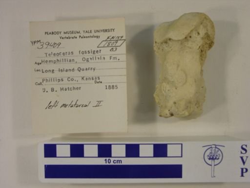 Teleoceras fossiger