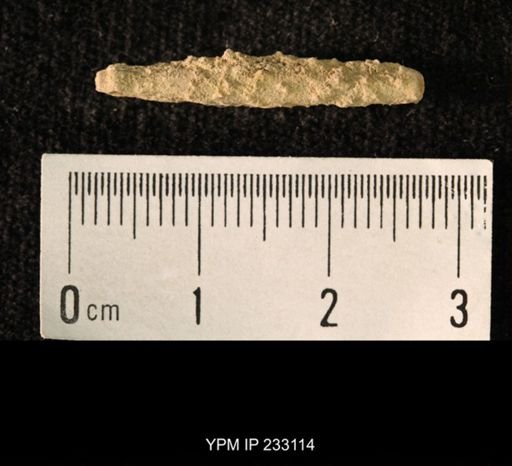 Archaeocidaris sp.