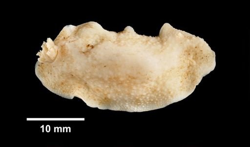 Cadlina laevis