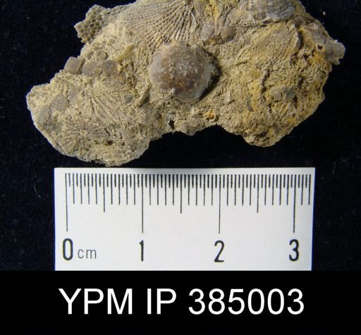 Helaspis?