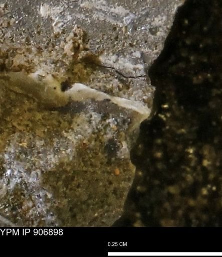 undet. Bivalvia