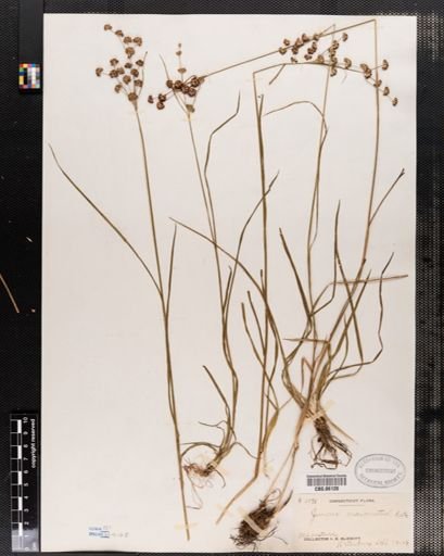 Juncus marginatus