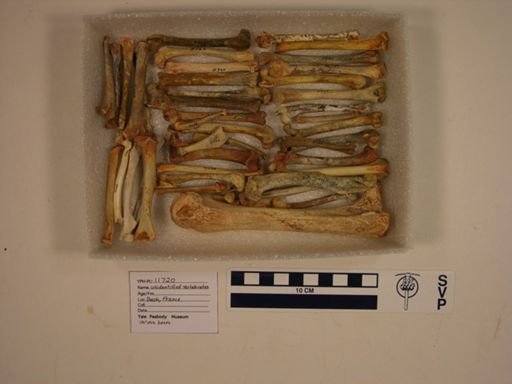 Vertebrata