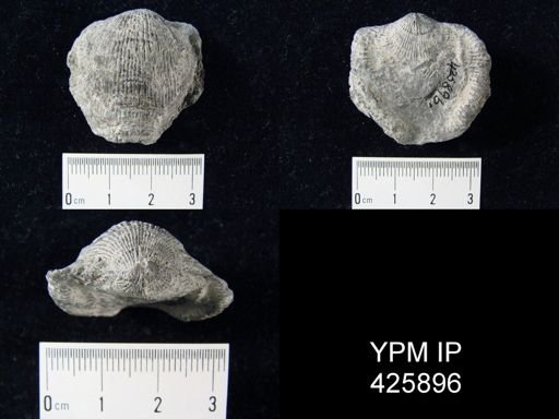 Atrypa sp.