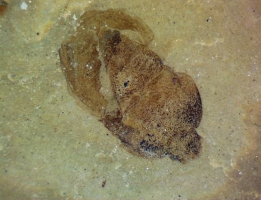 undet. Heteroptera