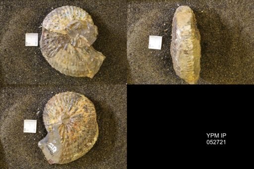 Jeletzkytes nebrascensis