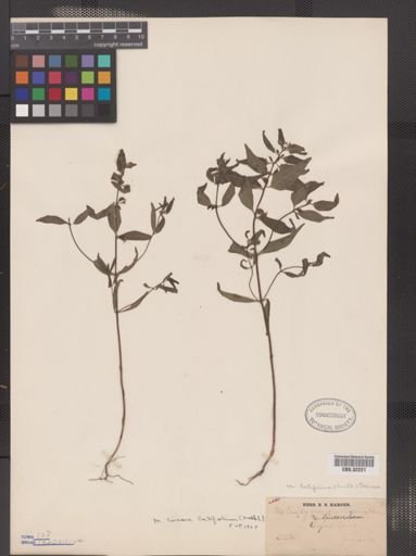 Melampyrum lineare var. latifolium
