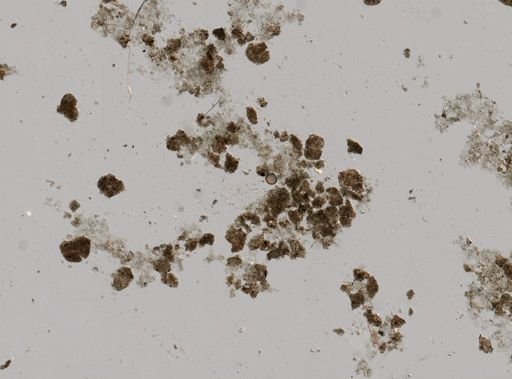 Ascidiacea