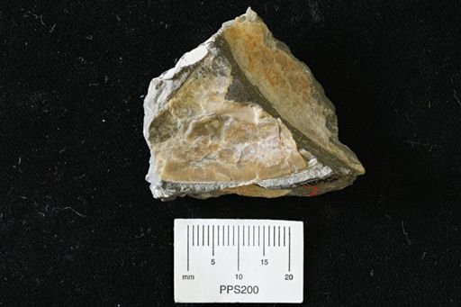 Parallelodon (Cosmetodon) sp.