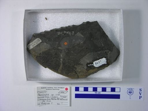 Semionotidae