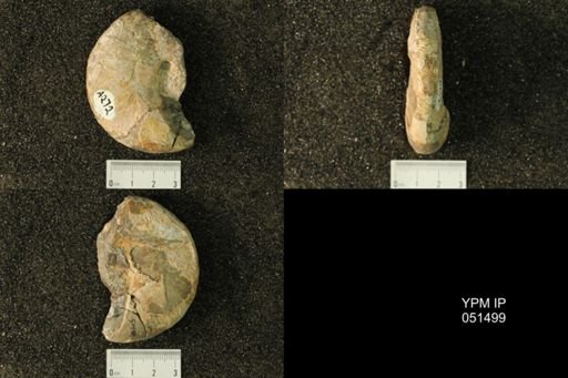 Hoploscaphites nicolletii
