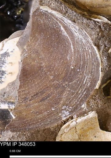 Limopsis striatopunctatus