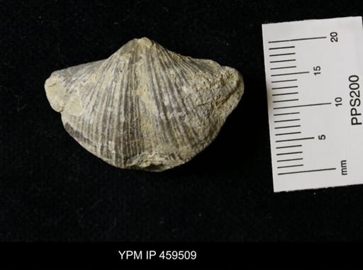 Neospirifer kansasensis