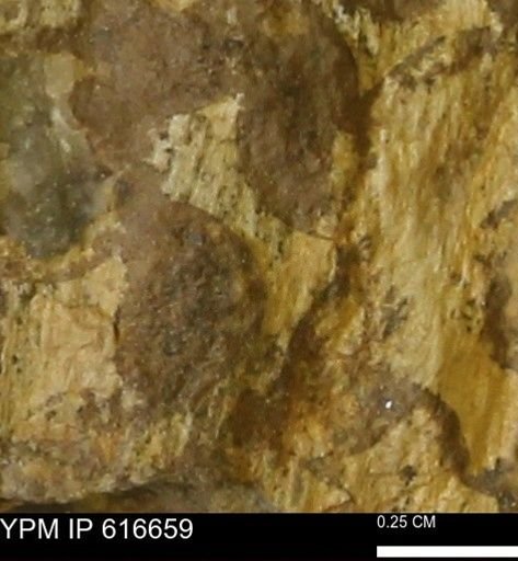 Teredo sp.