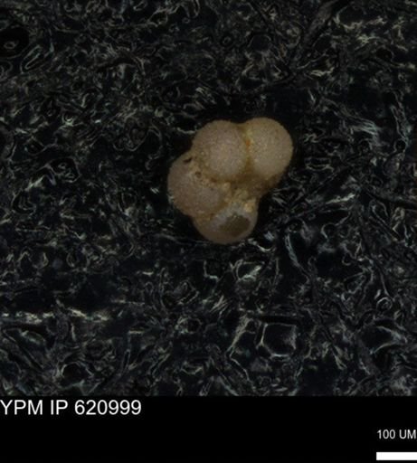 undet. Rugoglobigerinidae