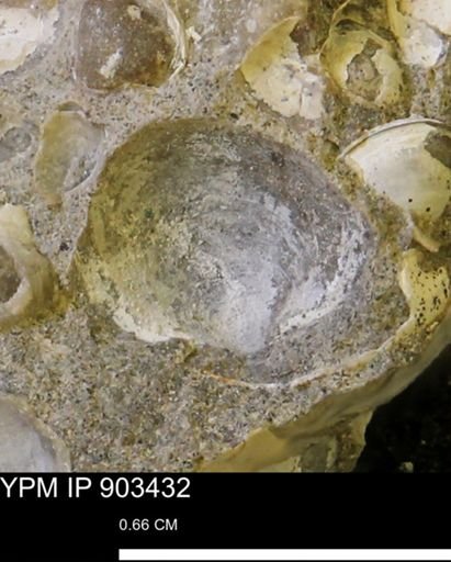 Protocardia sp.