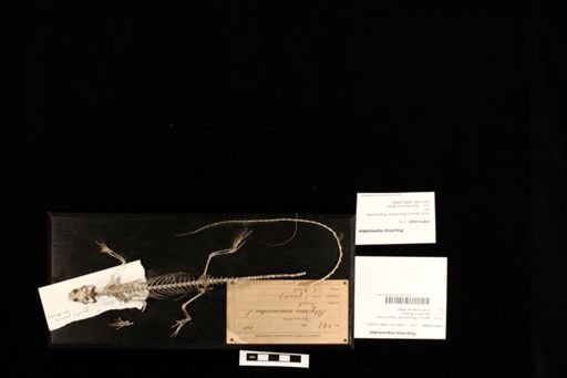 Polychrus marmoratus