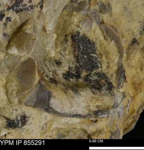 undet. Bivalvia