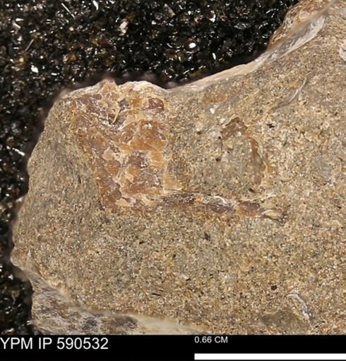 Ostreacea