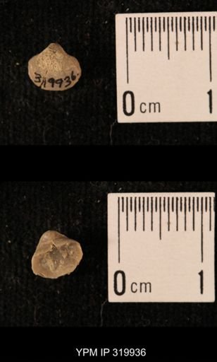 Ambocoelia planoconvexa