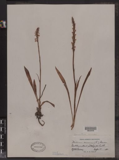 Ibidium cernuum