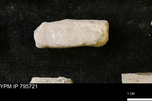 Baculites sp.