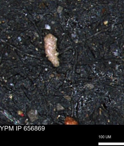 Verneuilinoides kansasensis