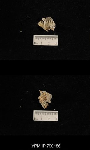 Leptodus sp.
