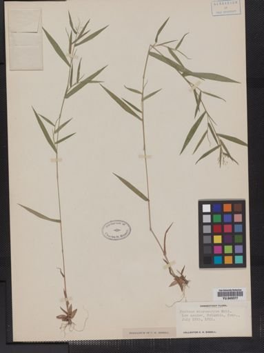 Panicum microcarpon