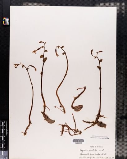 Triphora trianthophora