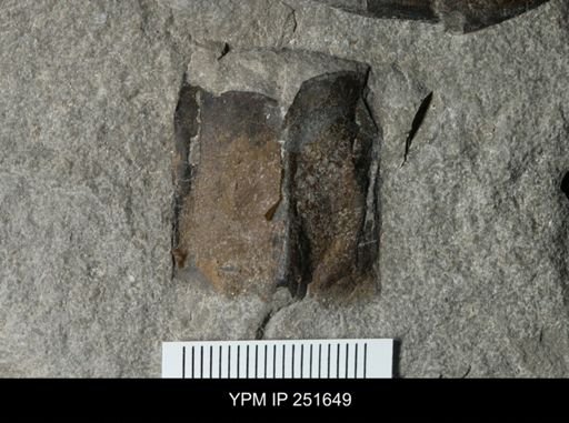 undet. Eurypterida