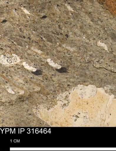 undet. Mollusca