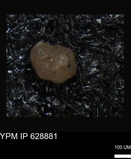 undet. Foraminiferida