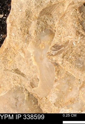 Protocardia subquadrata