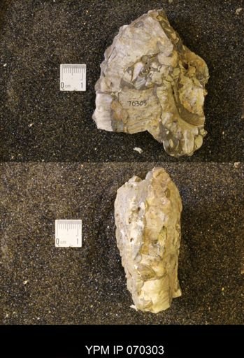 Jeletzkytes sp.