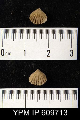 Camarotoechia sp.