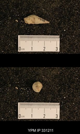 Meekospira sp.