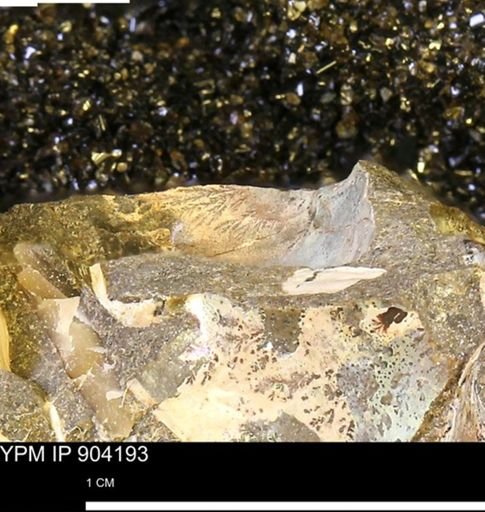 undet. Mollusca