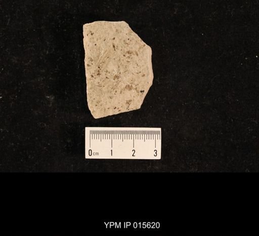 Liomopterum ornatum