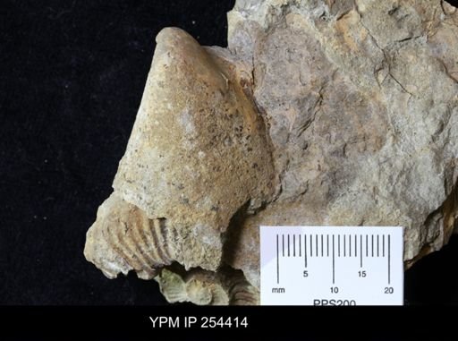 Inoceramus sp.