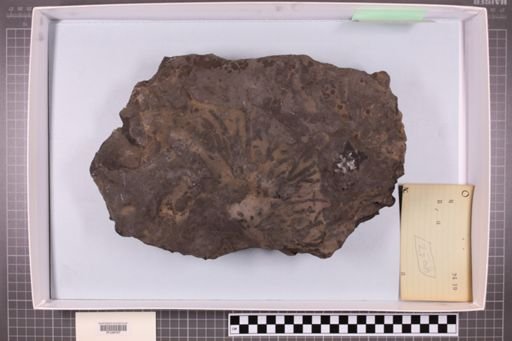 mixed taxa, stratigraphic collection
