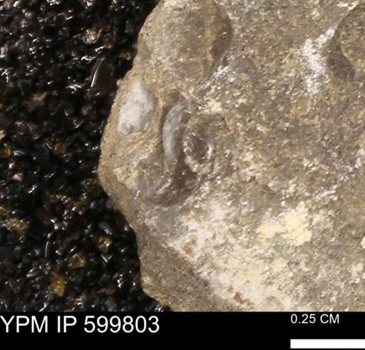 Protocardia subquadrata